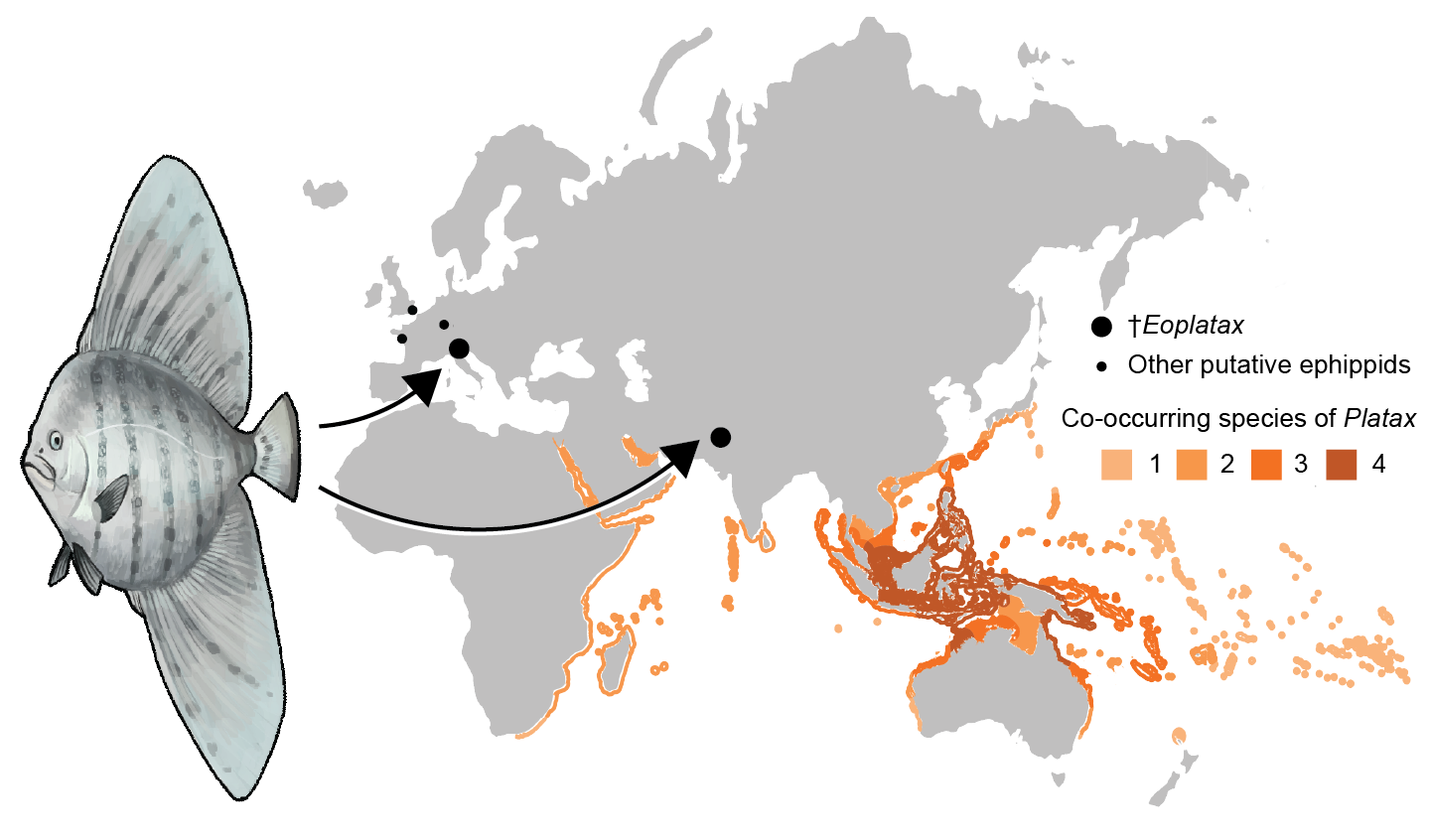 Eoplatax range map